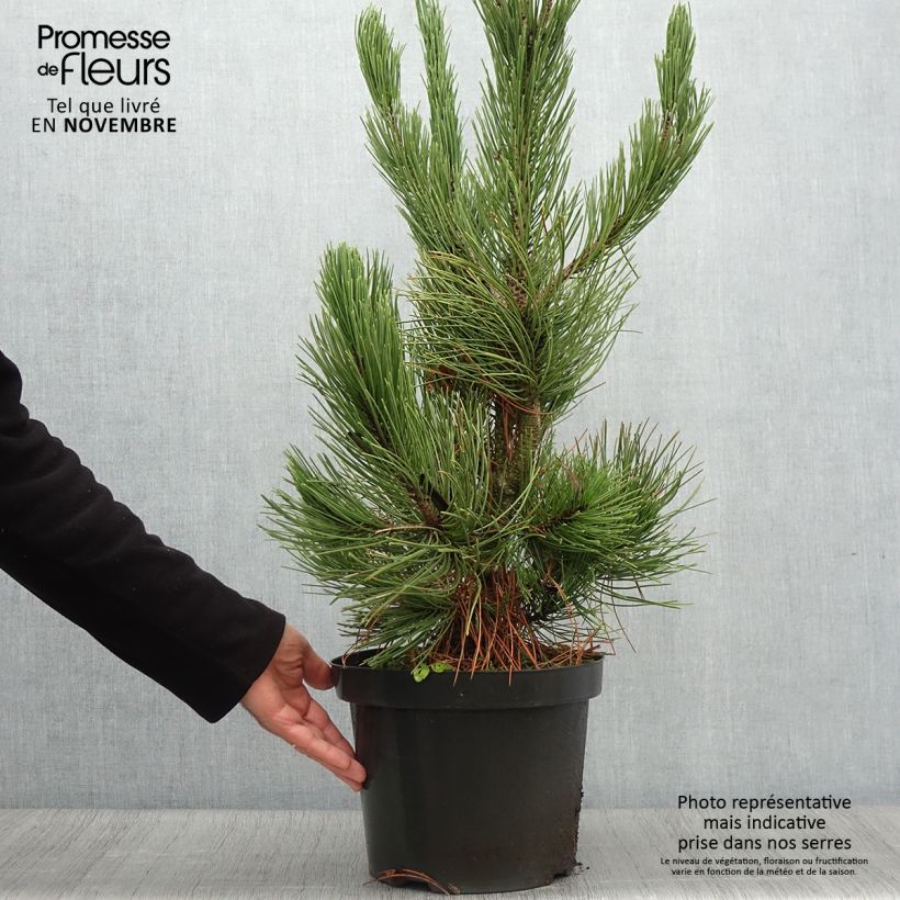 Ejemplar de Pinus heldreichii Satellit - Pino de los Balcanes Maceta 7,5L/10L entregado en otoño