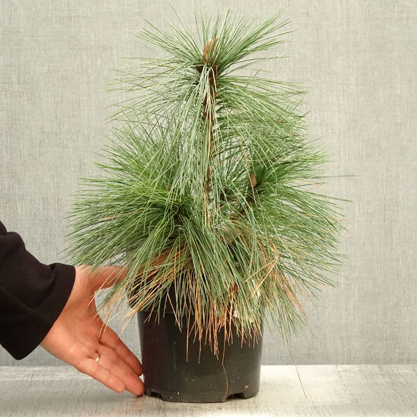Ejemplar de Pinus schwerinii Wiethorst Maceta 2L/3L entregado en otoño