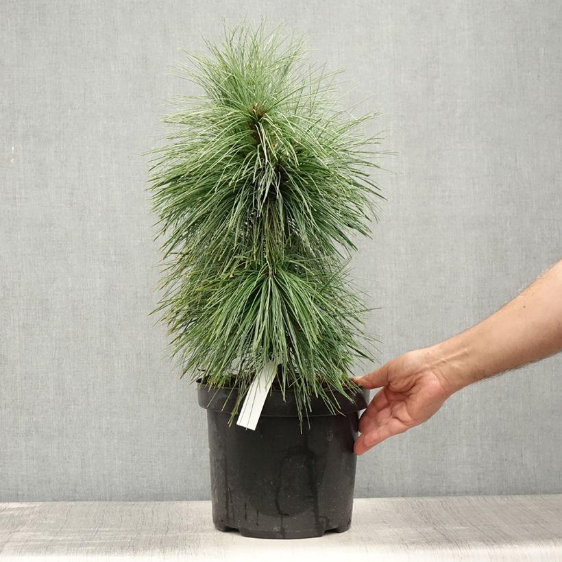 Ejemplar de Pinus schwerinii Wiethorst Maceta 7,5L/10LAltura de entrega aprox. 40/50cm entregado en verano