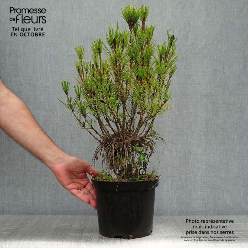 Ejemplar de Pino rojo japonés Alice Verkade - Pinus densiflora Maceta 4L/5L entregado en otoño