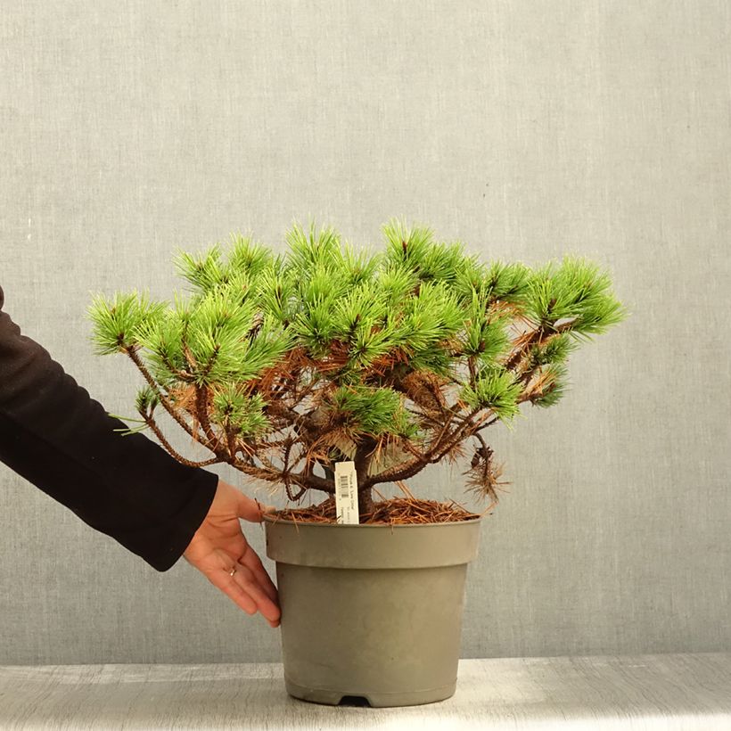 Ejemplar de Pino rojo japonés Low Glow - Pinus densiflora Maceta 7,5L/10L entregado en otoño