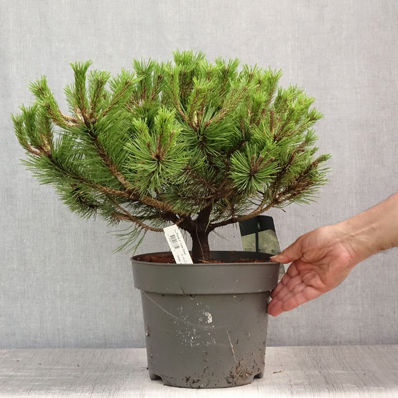 Ejemplar de Pino rojo japonés Low Glow - Pinus densiflora Maceta 7,5L/10LAltura de entrega aprox. 30/40cm entregado en verano