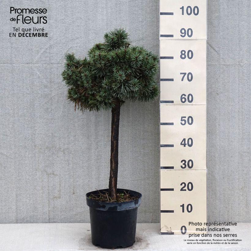Ejemplar de Pino silvestre Doone Valley - Pinus sylvestris Maceta 7,5L/10L entregado en otoño
