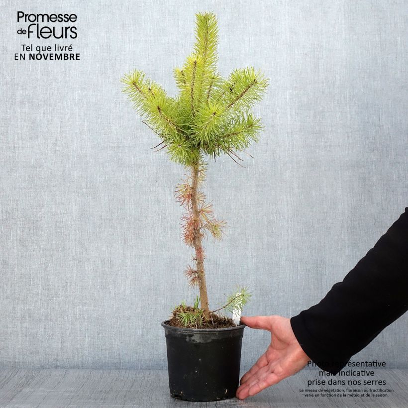 Ejemplar de Pino silvestre - Pinus sylvestris Maceta 2L/3L entregado en otoño