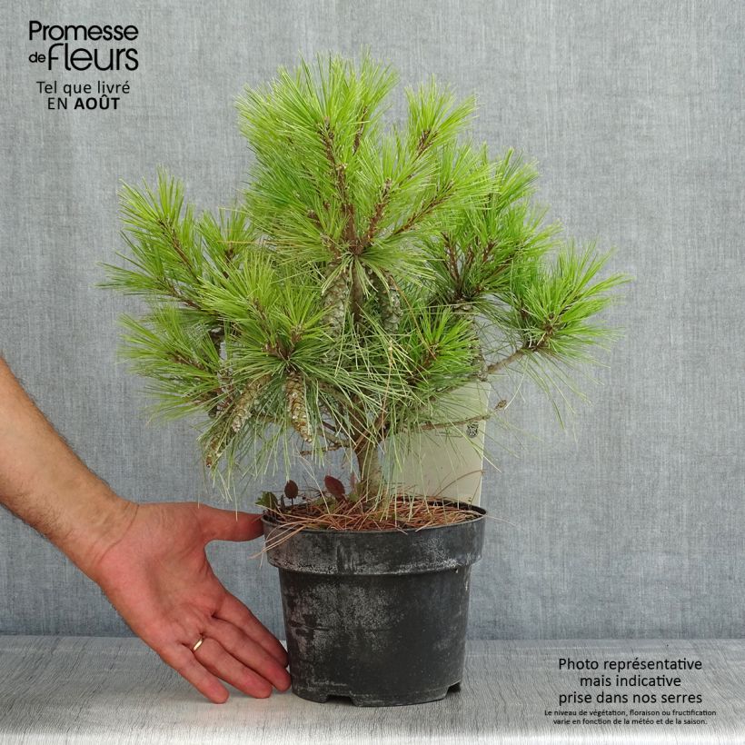 Ejemplar de Pino de Weymouth Blue Shag - Pinus strobus Maceta 2L/3LAltura de entrega aprox. 20/25cm entregado en verano