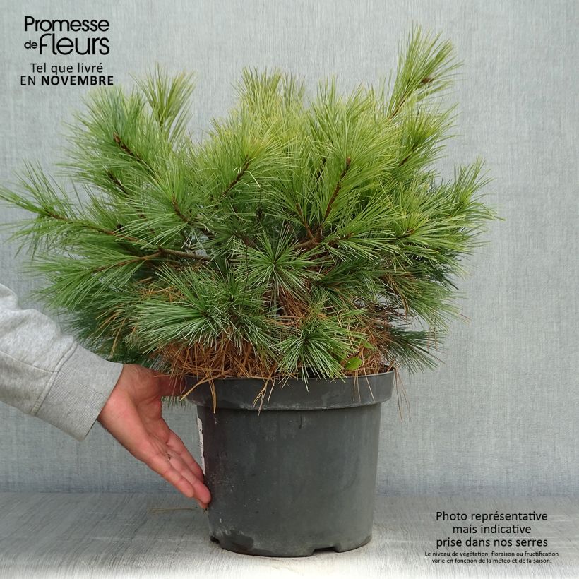 Ejemplar de Pino de Weymouth Blue Shag - Pinus strobus Maceta 7,5L/10L entregado en otoño