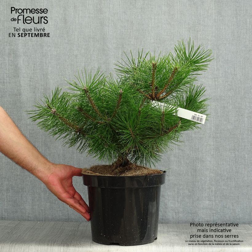 Ejemplar de Pino rojo japonés Jane Kluis - Pinus densiflora Maceta 7,5L/10LAltura de entrega aprox. 25/30cm entregado en verano