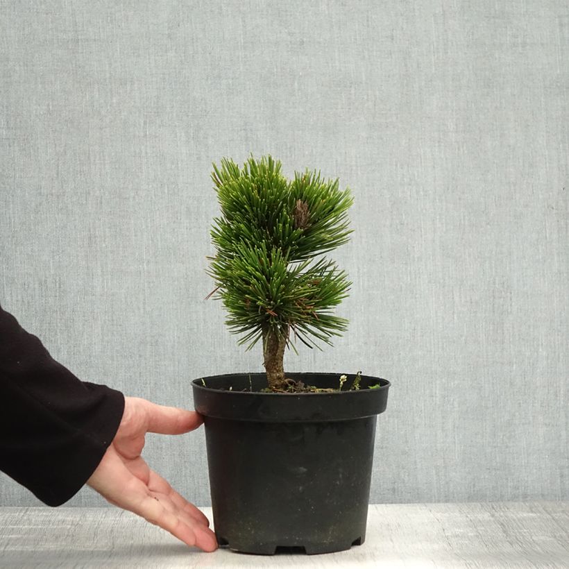 Ejemplar de Pinus heldreichii Schmidtii - Pino de los Balcanes Maceta 2L/3L entregado en otoño