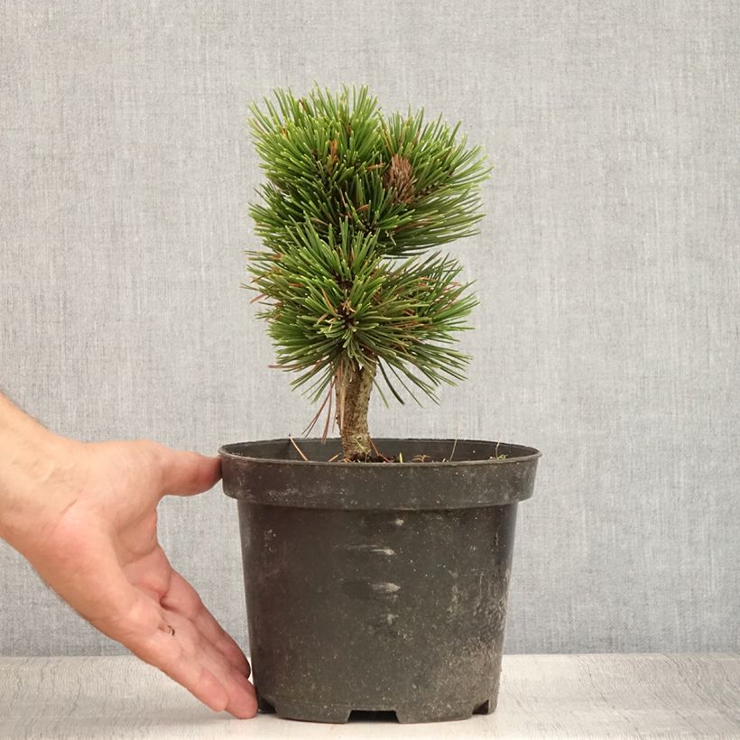 Ejemplar de Pinus heldreichii Schmidtii - Pino de los Balcanes Maceta 3L/4LAltura de entrega aprox. 15/20cm entregado en verano