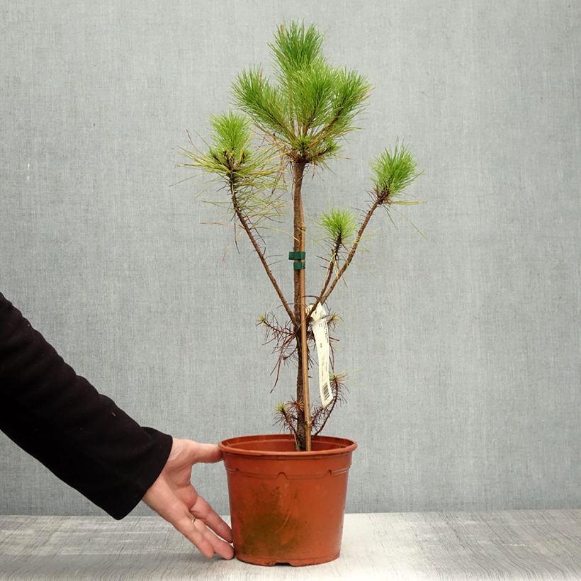 Ejemplar de Pino de California - Pinus insignis Maceta 2L/3L entregado en otoño