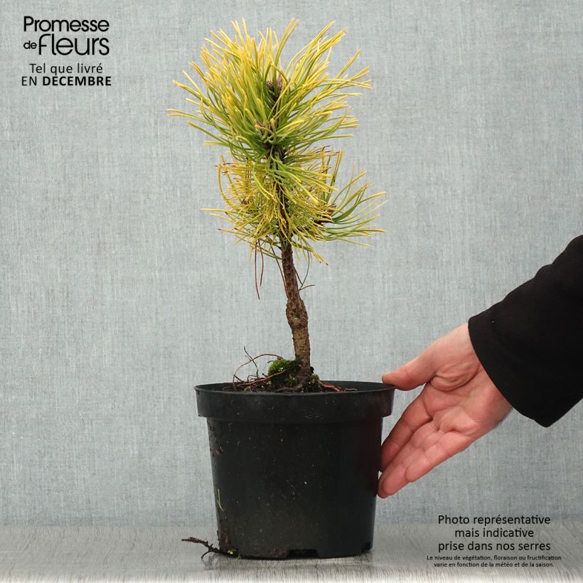 Ejemplar de Pino negro Golden Glow - Pinus mugo Maceta 3L/4L entregado en otoño