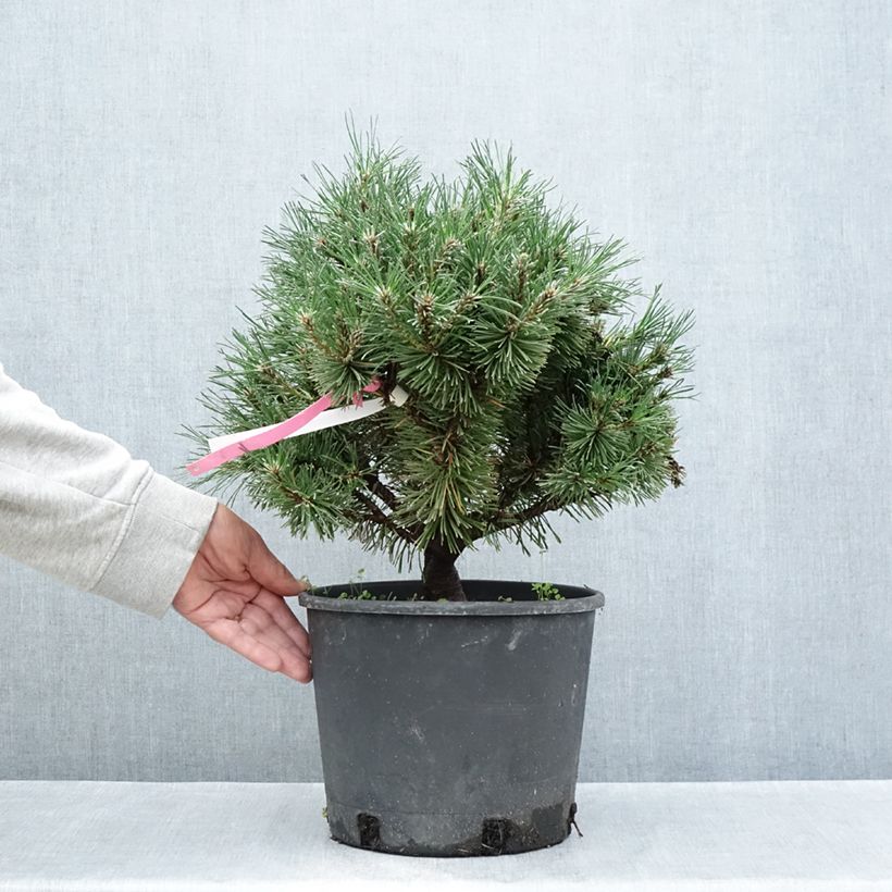 Ejemplar de Pino negro Humpy - Pinus mugo Maceta 7,5L/10L entregado en verano