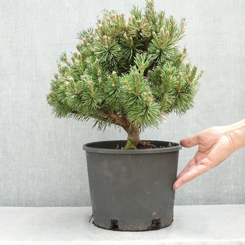 Pino negro Humpy - Pinus mugo Maceta 4L/5L Ejemplar entregado en la primavera
