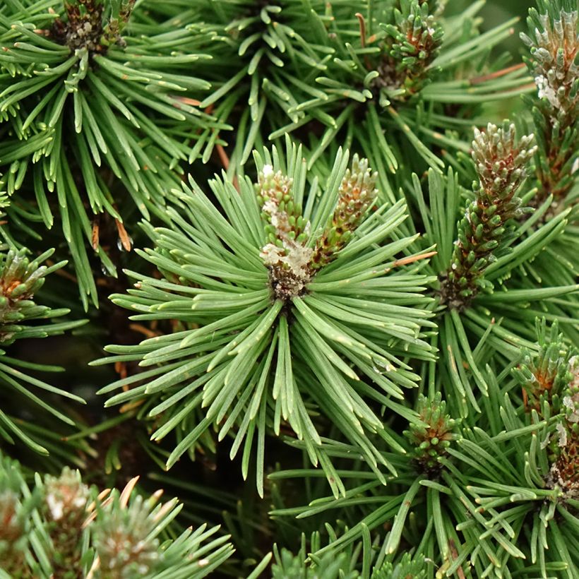 Pino negro Humpy - Pinus mugo (Follaje)