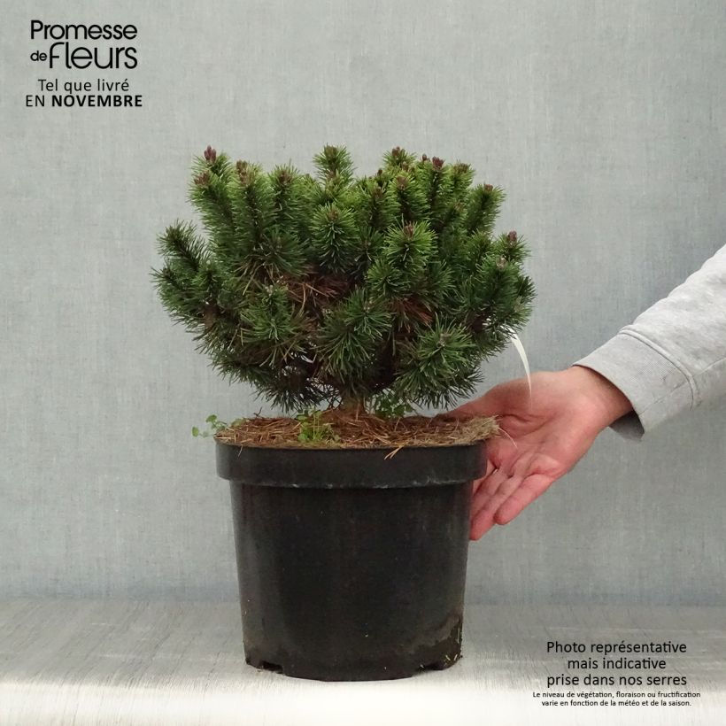 Ejemplar de Pino negro Mops - Pinus mugo Maceta 4L/5L entregado en otoño