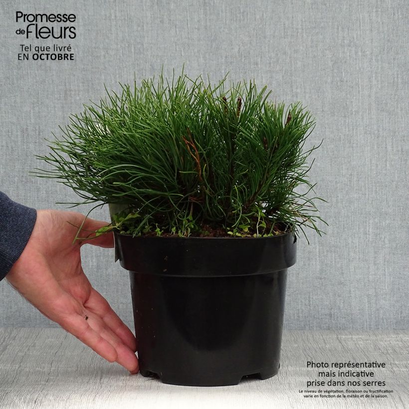 Ejemplar de Pino negro var.pumilio - Pinus mugo Maceta 2L/3L entregado en otoño