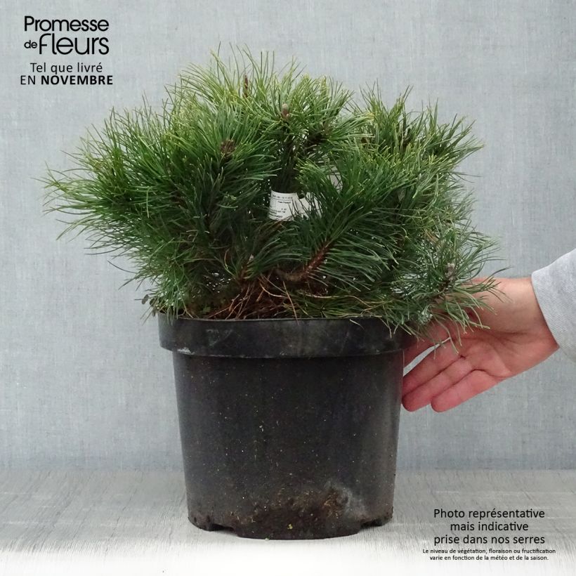 Ejemplar de Pino negro var.pumilio - Pinus mugo Maceta 7,5L/10L entregado en otoño