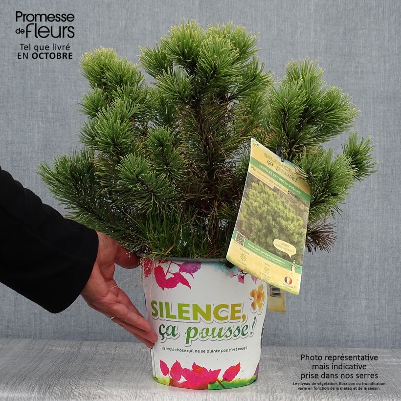 Ejemplar de Pino negro Winter Gold - Pinus mugo Maceta 2L/3L entregado en otoño