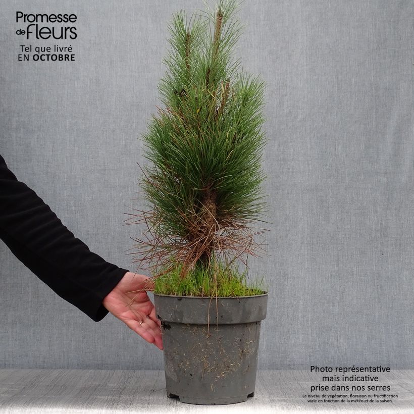 Ejemplar de Pino laricio Green Tower - Pinus nigra Maceta 7,5L/10L entregado en otoño