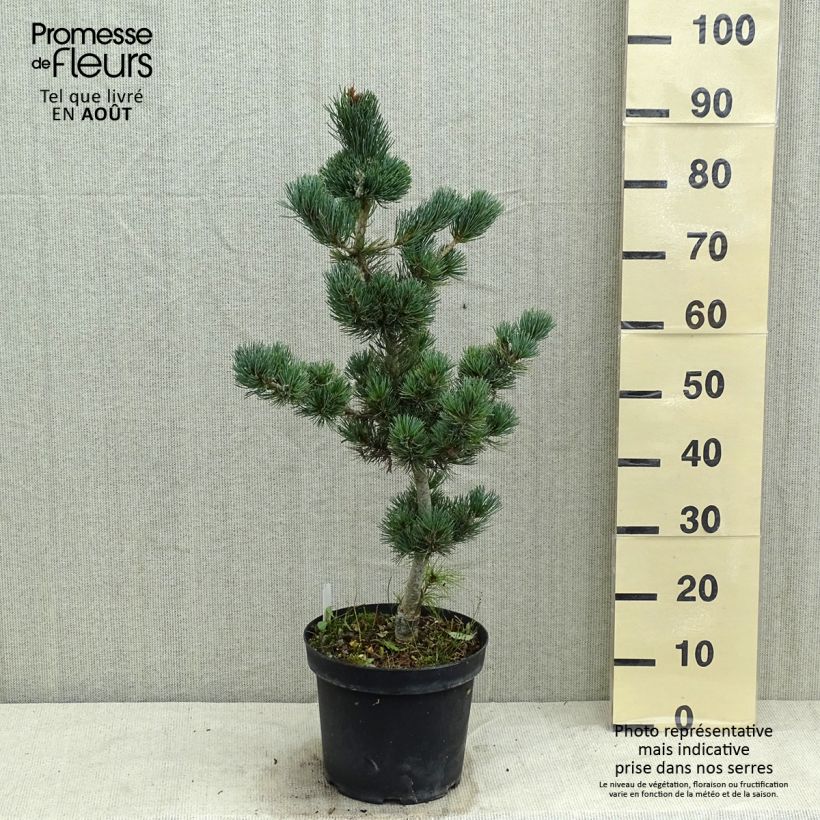 Ejemplar de Pino blanco japonés Azumi Goye - Pinus parviflora Maceta 7,5L/10L entregado en verano