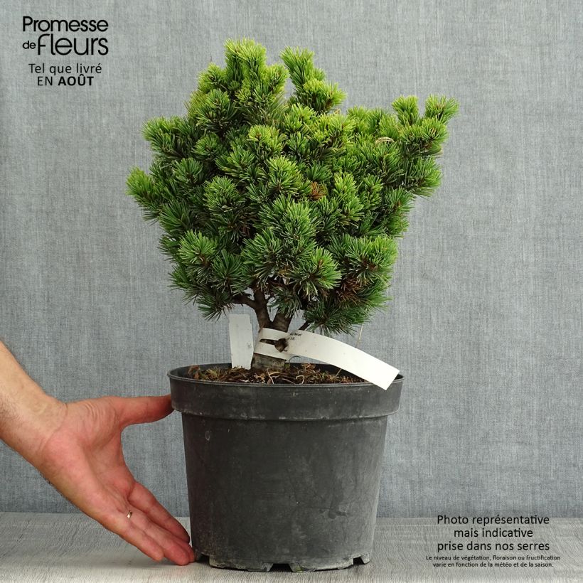 Ejemplar de Pino blanco japonés Beran - Pinus parviflora Maceta 4L/5L entregado en verano