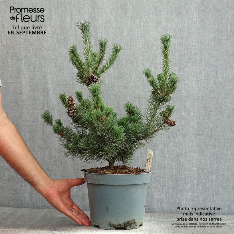 Ejemplar de Pino blanco japonés Glauca - Pinus parviflora Maceta 4L/5LAltura de entrega aprox. 40/+cm entregado en verano