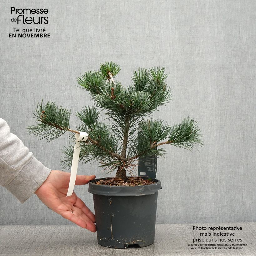 Ejemplar de Pino blanco japonés Negishi - Pinus parviflora Maceta 4L/5L entregado en otoño