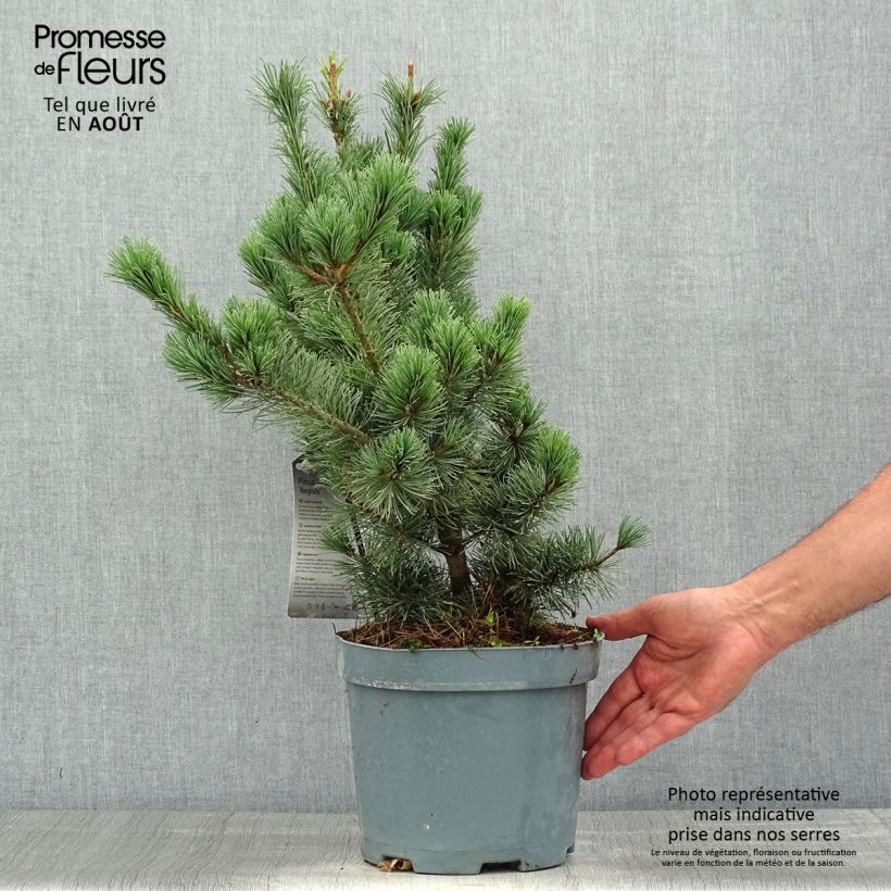 Ejemplar de Pino blanco japonés Negishi - Pinus parviflora Maceta 4L/5LAltura de entrega aprox. 25/30cm entregado en verano