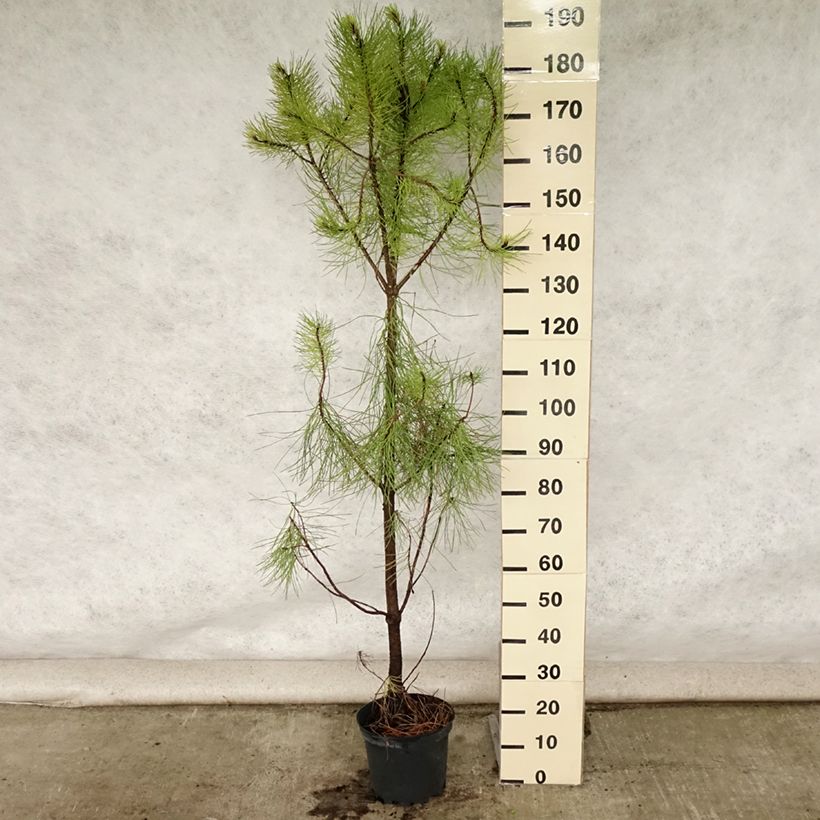 Ejemplar de Pino marítimo - Pinus pinaster Maceta 7,5L/10LAltura de entrega aprox. 80/100cm entregado en verano