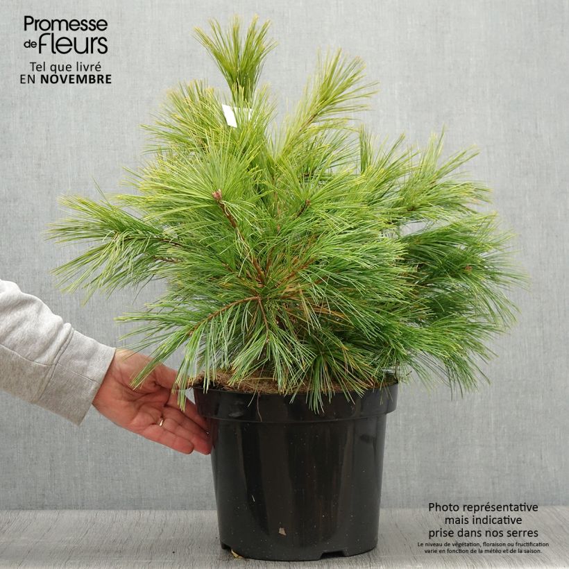 Ejemplar de Pino de Weymouth Minima - Pinus strobus Maceta 7,5L/10L entregado en otoño