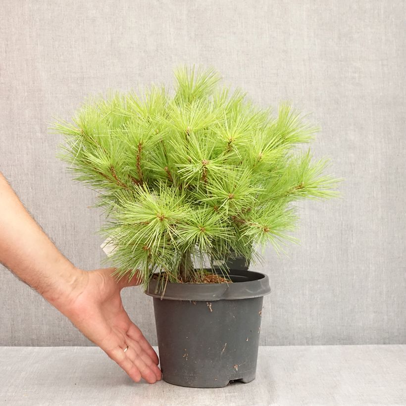 Ejemplar de Pino de Weymouth Minima - Pinus strobus Maceta 2L/3L entregado en verano