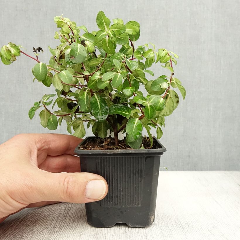 Ejemplar de Pittosporum tenuifolium Brin de Soleil Maceta de 8/9 cm entregado en otoño