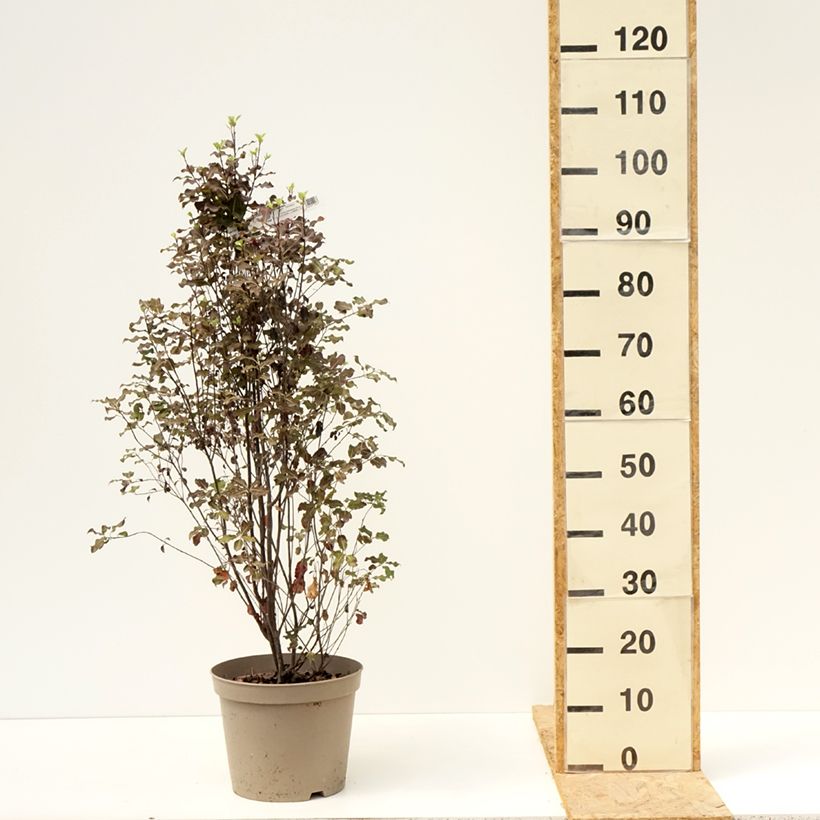 Ejemplar de Pittosporum tenuifolium Dark Diva Maceta 4L/5L entregado en verano