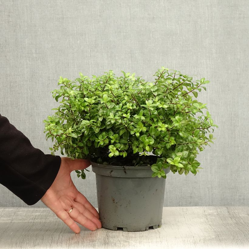 Ejemplar de Pittosporum tenuifolium Golden Ball Maceta 2L/3L entregado en otoño