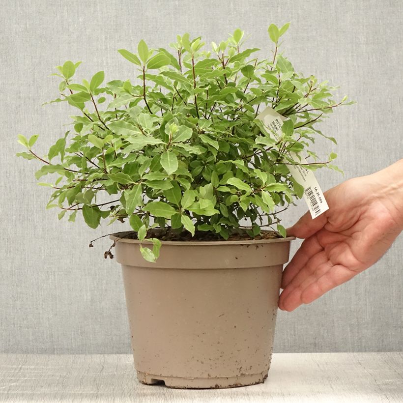 Ejemplar de Pittosporum tenuifolium Midget Pot de 3L entregado en verano