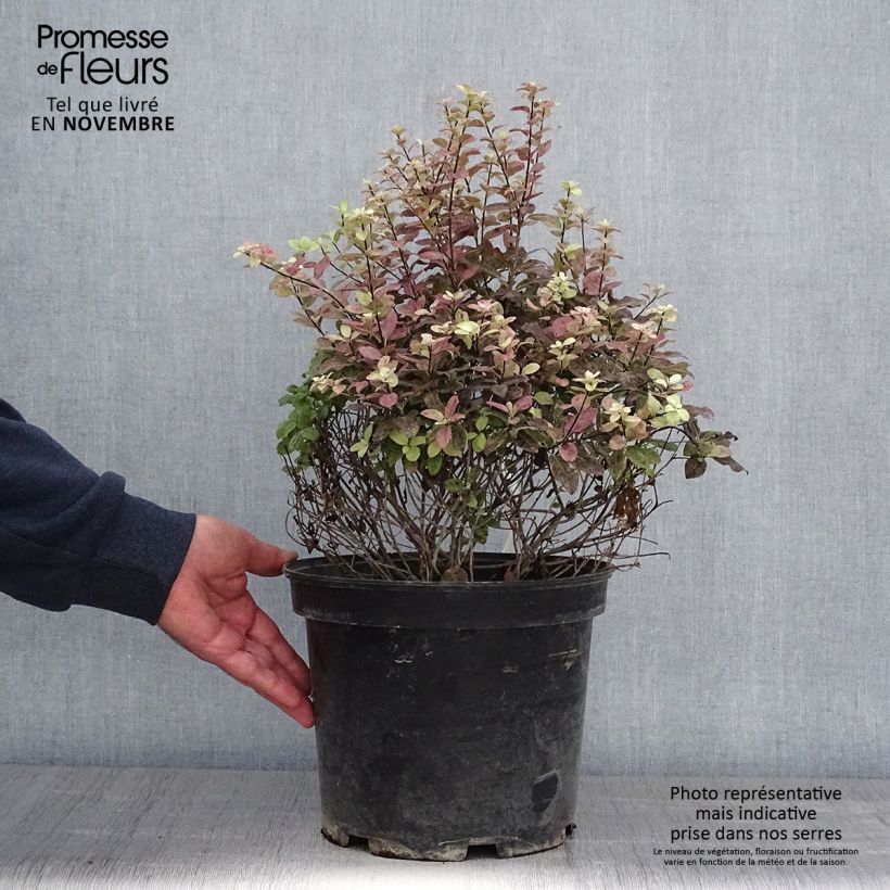 Ejemplar de Pittosporum tenuifolium Tom Thumb Maceta 6L/7L entregado en otoño