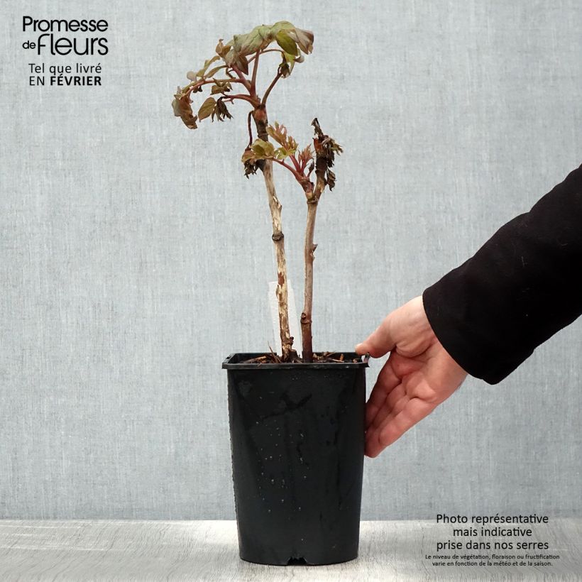 Peonía arbustiva Juan Ye Hong - Paeonia suffruticosa Maceta 2L/3L Ejemplar entregado en invierno