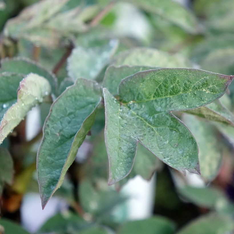 Peonía arbustiva Cai Hui - Paeonia suffruticosa (Follaje)