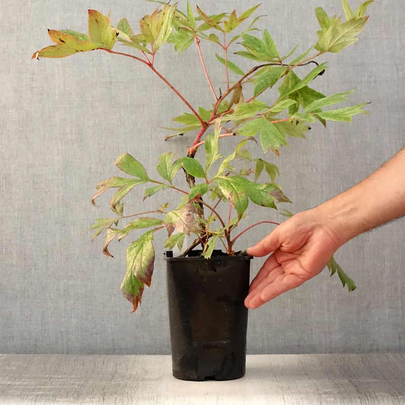Ejemplar de Peonía arbustiva Jin Ge - Paeonia suffruticosa Maceta 2L/3L entregado en verano