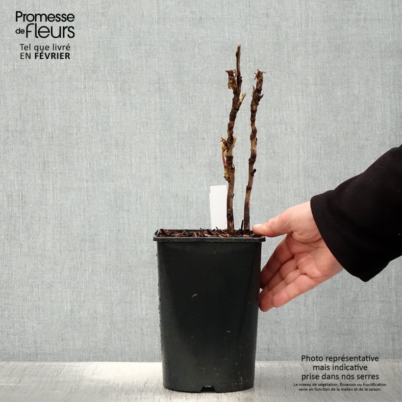 Peonía arbustiva Lan Bao Shi - Paeonia suffruticosa Maceta 2L/3L Ejemplar entregado en invierno