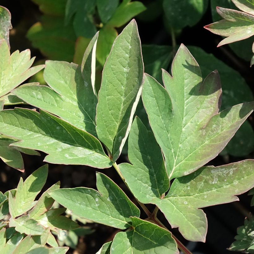 Peonía arbustiva Luo Yang Hong - Paeonia suffruticosa (Follaje)