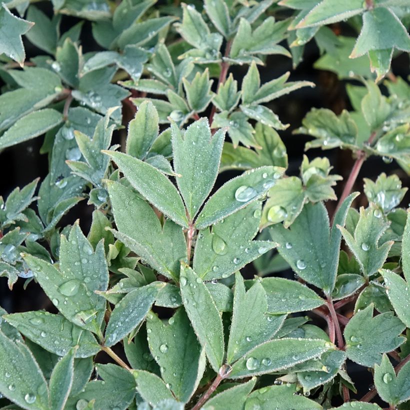 Peonía arbustiva Rou Fu Rong - Paeonia suffruticosa (Follaje)