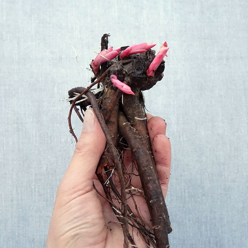 Peonia peregrina Raíces desnudas Ejemplar entregado en invierno