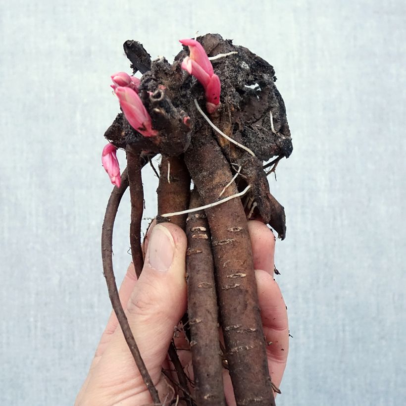 Peonía tenuifolia - Peonía hoja de helecho Raíces desnudas Ejemplar entregado en invierno
