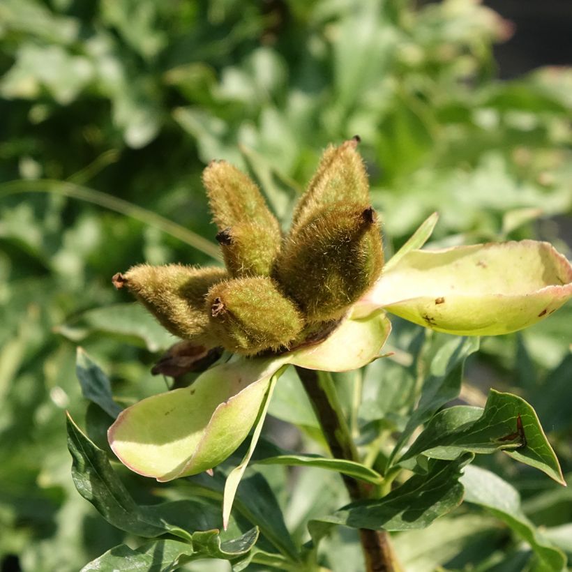 Peonia lactiflora Coral Sunset (Cosecha)