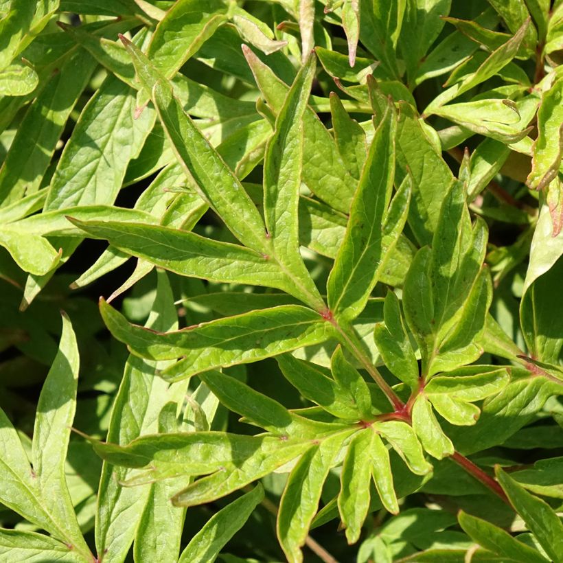 Peonia emodi Late Windflower (Follaje)