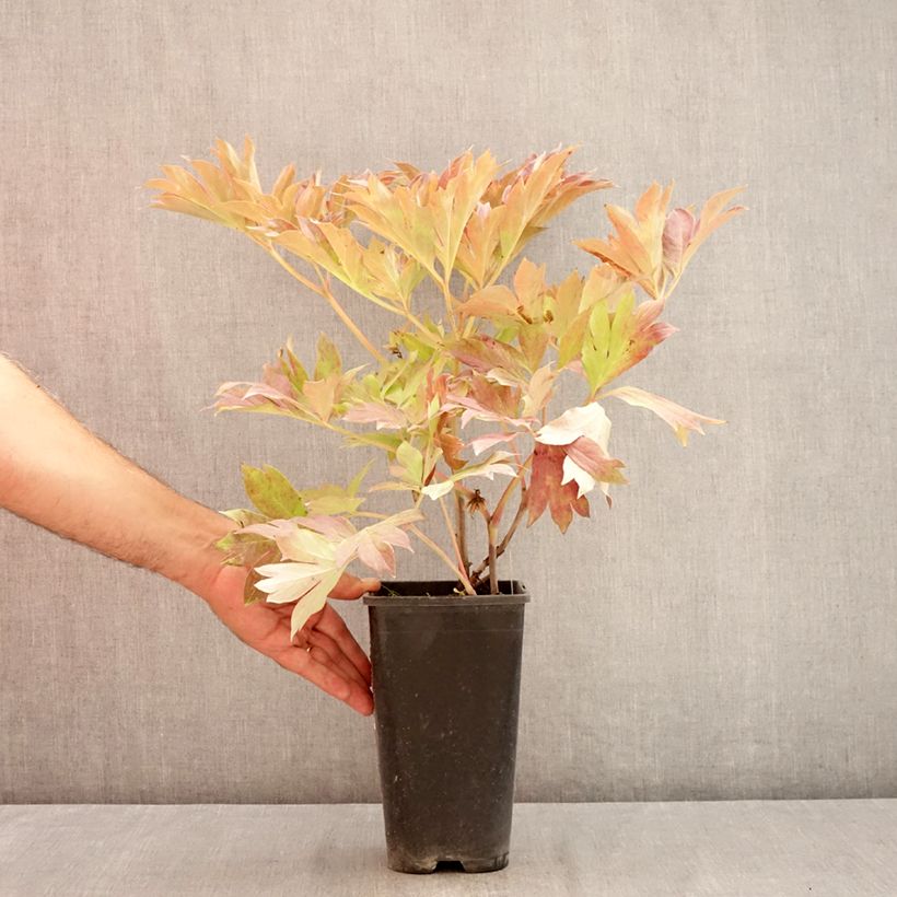 Ejemplar de Peonia Itoh Bartzella Maceta 3L/4L entregado en verano