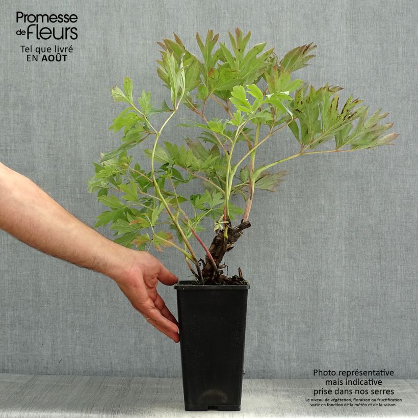 Ejemplar de Peonia Itoh First Arrival Cepa 3/5 ojos entregado en verano