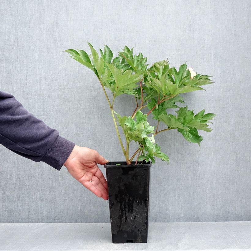 Peonia Itoh Garden Treasure Maceta 4L/5L Ejemplar entregado en la primavera