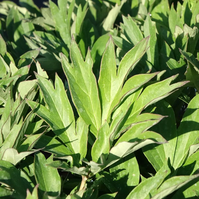 Peonia Itoh Hillary (Follaje)